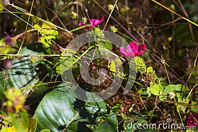 Pavonia rigida flowe with dry grass Stock Photo