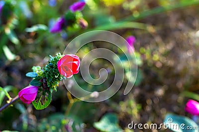 Pavonia rigida and green background Stock Photo