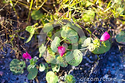 Pavonia rigida mix blur background Stock Photo