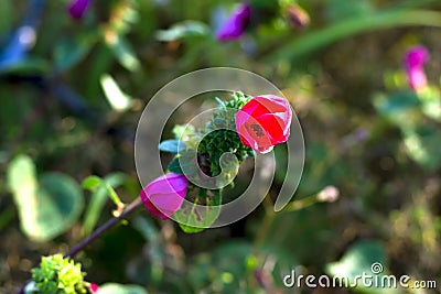 Pavonia rigida flower with green Stock Photo