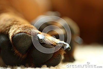 Paw Stock Photo