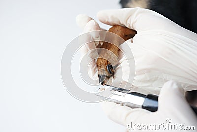 The paw of a dog in the hands of a veterinarian for safe professional trimming of the animals claws by a doctor.Close-up Stock Photo