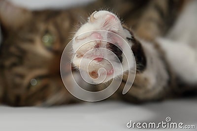 Paw of a domestic cat with released claws Stock Photo