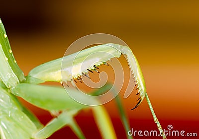 The paw of a green mantis in nature Stock Photo