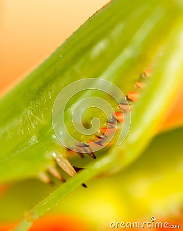 The paw of a green mantis in nature Stock Photo