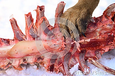 Paw of a predator on the remains of an animal in the snow Stock Photo