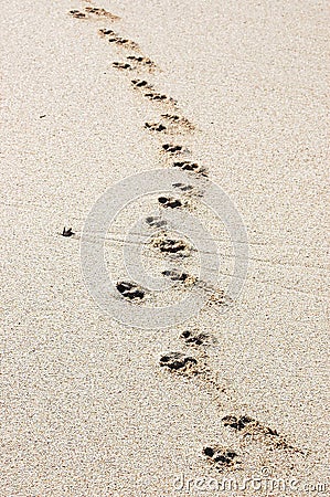 Paw prints Stock Photo