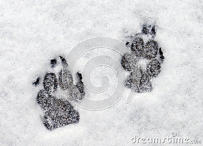 Paw prints in snow Stock Photo