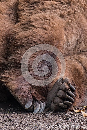 Paw of sleeping grizzly bear brown fur tired fluffy Stock Photo