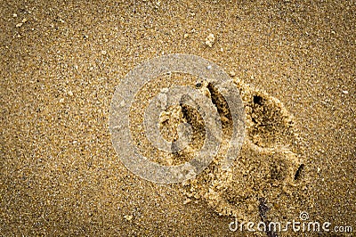 Dog paw print in the sand Stock Photo