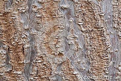 Pawlownia tree bark close-up shot. Paulownia tomentosa bark surface. Natural structure of the rhytidome - crushed outer bark. Stock Photo