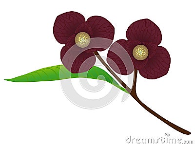 Pawpaw flowers on a branch isolated on a white background. Vector Illustration