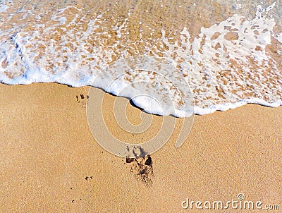 Pawprint at the beach Stock Photo