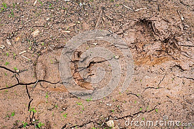 Pawprint of a bears paw on the ground after rain. bears trail in a driedup puddle Stock Photo