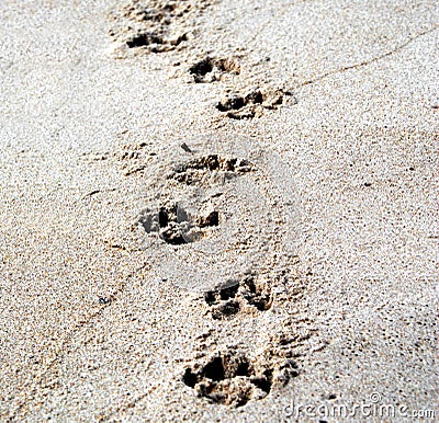 Pawprint Stock Photo