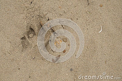 pawprint of a dog in the sand Stock Photo