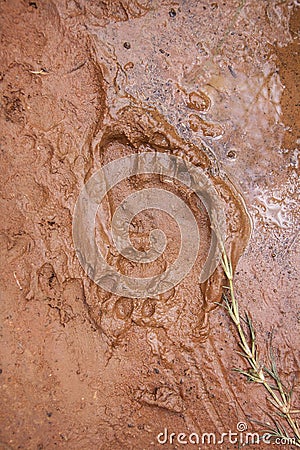 Pawprint in footprint Stock Photo