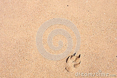 Pawprint on the sand Stock Photo