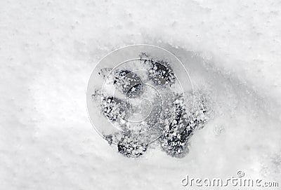 Pawprint in Snow Stock Photo