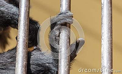 Paws of a black monkey on a metal lattice in a zoo Stock Photo