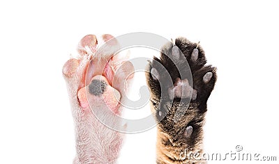 Paws of cat and dog together Stock Photo