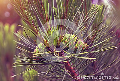 Paws Christmas trees are decorated with bright colorful buds, a beautiful spruce forest. Stock Photo