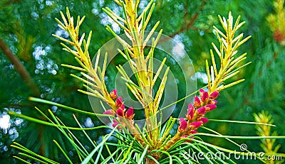 Paws Christmas trees are decorated with bright colorful buds, a beautiful spruce forest. Stock Photo