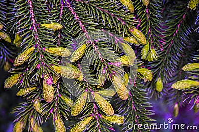 Paws Christmas trees are decorated with bright colorful buds, a beautiful spruce forest. Stock Photo