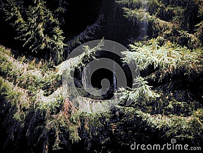 Paws of fir trees in the black night deep forest Stock Photo