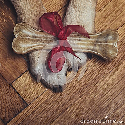 Paws and gift bone Stock Photo