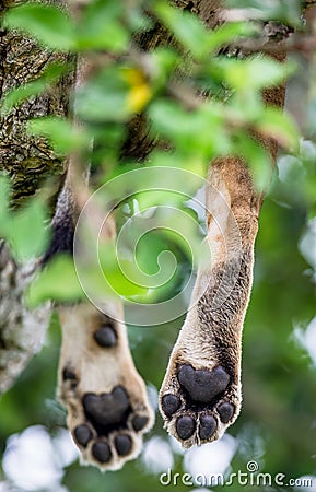 Paws lioness, which lies on the tree. Close-up. Uganda. East Africa. Cartoon Illustration