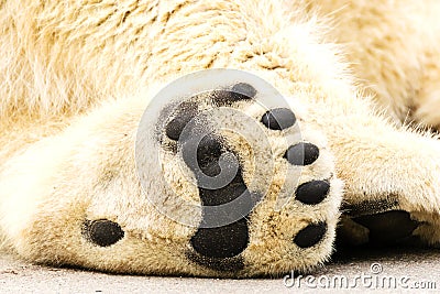 Paws of polar bear. Ursus maritimus. Stock Photo