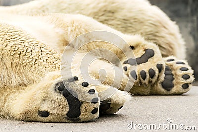 Paws of polar bear. Ursus maritimus. Stock Photo