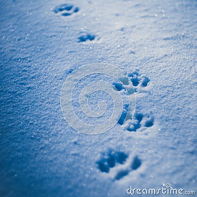 Paws prints in snow with blue shadows closeup Stock Photo