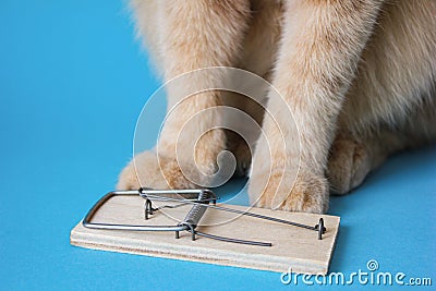 Paws of a red cat sitting near a mousetrap Stock Photo