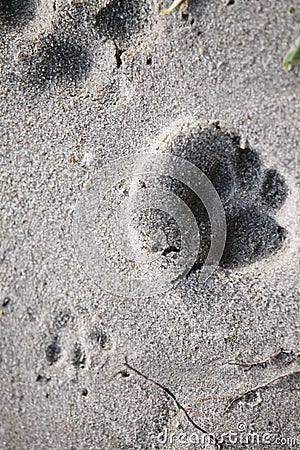 Paws in the sand Stock Photo