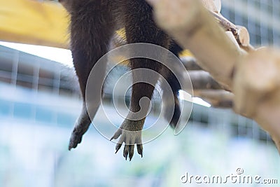 The paws and tail of a raccoon that sleeps Stock Photo