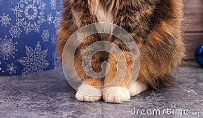 Paws white cats with a New Year's background Stock Photo