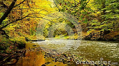 Paysage d'automne, feuilles colorées sur les arbres, matin à la rivière après nuit pluvieuse Feuilles colorées Autumn Stream Fore clips vidéos Paysage d'automne, feuilles colorées sur les arbres, matin à la rivière après nuit pluvieuse Feuilles colorées Autumn Stream Fore clips vidéos