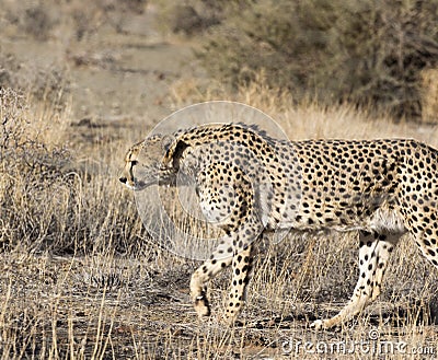 A pciture of a cheeta in savannah Stock Photo