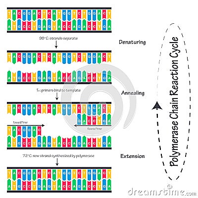 Polymerase Chain Reaction (PCR) cycle diagram illustration Vector Illustration