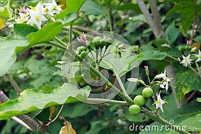 Pea eggplant and flowers on the tree Stock Photo