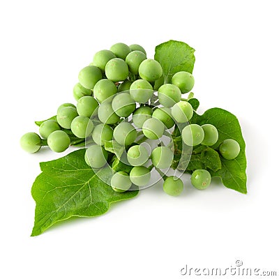 Pea Eggplants or turkey berry isolated over white background Stock Photo