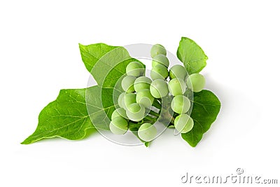 Pea Eggplants or turkey berry isolated over white background Stock Photo