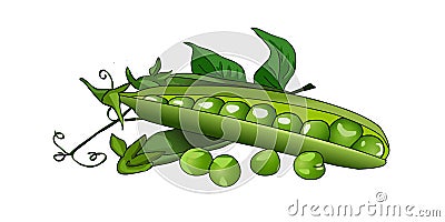 Pea green peas in a pod. Fresh ripe peas. Vector. Vector Illustration