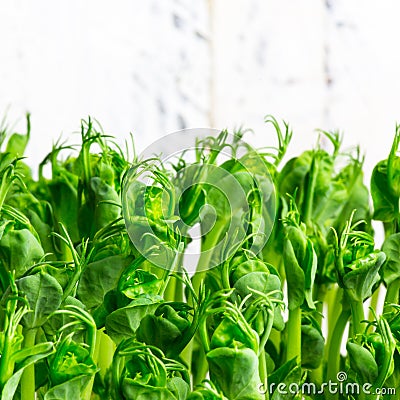 Pea green young tendril plants shoots in growing container Stock Photo