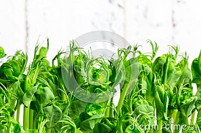 Pea green young tendril plants shoots in growing container Stock Photo