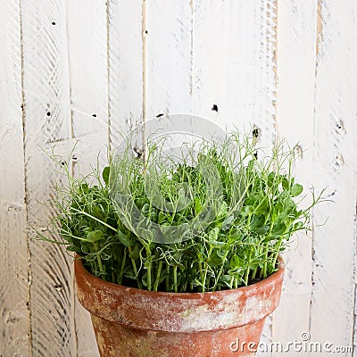 Pea green young tendril plants shoots in plant pot Stock Photo