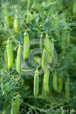 Pea Plant Stock Photo