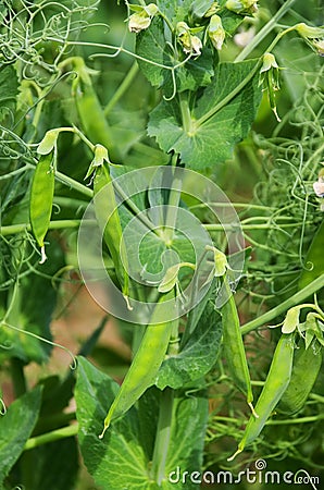 Pea plant Stock Photo